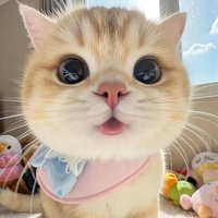 明星追踪官